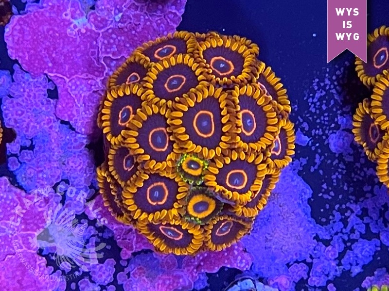 Zoanthus Red Hornet